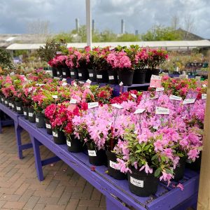 Kirkintilloch - Caulders Garden Centres